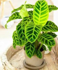 【COD】10pcs Rare Calathea Seeds Air Freshening Plants Seeds #SW41