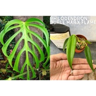 RARE Monstera Dilacerata / Monstera Burle Marx Flame Live Plant , Pokok Hidup