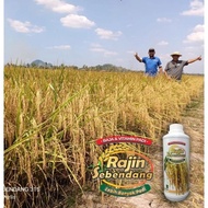 RAJIN SEBENDANG (1L) BAJA PADI VITAMIN PADI BAJA SILIKA TERTINGGI