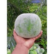 Buah Labu Kundur Fresh