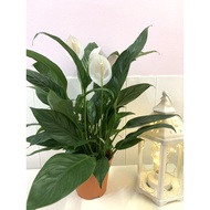 PEACE LILY IN BASIC POT