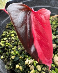 Bibit Bonggol Anthurium Variegata H057 / Kuping Gajah Hybrid Import