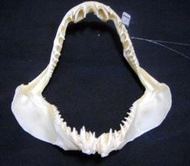 [馬加鯊嘴牙]21.5公分馬加鯊魚嘴..專家製作雪白無魚腥味!..是標本也是掛飾.!. #3.215195