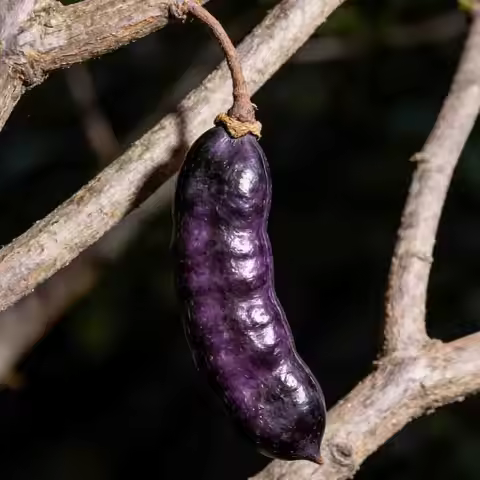 SpeedyBee Master 3X 3inch Freestyle Quad - Power Version (Without Head) / (Aluminum Head) RC Accesso