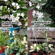 pokok bunga wangi menjalar madagascar jasmine daun biasa dan daun batik