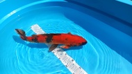 Ikan Koi Import Asli Jepang Hi-Utsuri 41cm Bersertifikat