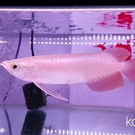 IKAN HIAS ARWANA SUPER RED KALIMANTAN AROWANA AIR TAWAR - 10-12cm