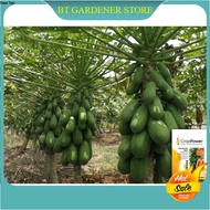 20 Biji Benih Betik Sekaki Big Hong Kong Dwarf Papaya Seed Ready Stock Sarawak 矮化木瓜种子