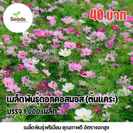Dwarf Cosmos Seeds (Cosmos) 1 000