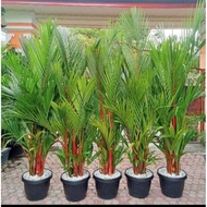 TANAMAN HIAS PALEM MERAH ASLI PALM MERAH