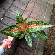 AGLONEMA TIARA / AGLAONEMA TIARA / TANAMAN HIAS TIARA MURMER BISA COD