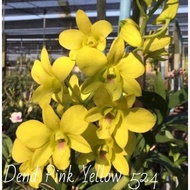 anggrek dendrobium bulat bibit botol