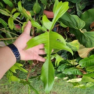 Philodendron Florida Beauty Revert