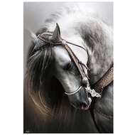 White Thoroughbred Spanish Horse 1000 Pieces Jigsaw Puzzles for Adults Families and Kids Ages 8 and 