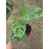 Monstera Acuminata Indoor Plant