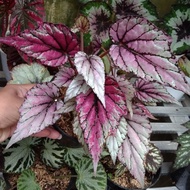 Seeds 🌿 Tanaman begonia rex hugh mclaughlin / pink silver