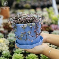 tanaman hias string of heart variegata kaktus sukulen bukan atrifical