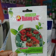 Isi 125 benih tomat beef mawar Bintang Asia