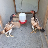 ayam shamo betina