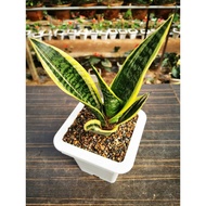 [LIVE PLANT] Sansevieria Hahnii Dwarf/indoor plants/lidah jin /snake plant