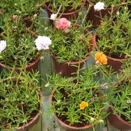 Bunga rose jepun sepasu