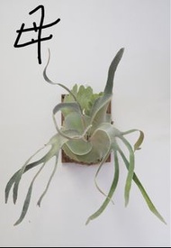 爆毛粒OMO 鹿角蕨(側芽)