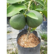 Oren Limau Bali Sunquick Real Living Plant In Polybag Pokok Hidup Limau Bali Sunquick Di Polybag