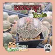 ต้นแมมนกฮูก (Mammillaria Perbella) ไม้เพาะเมล็ด - ต้นกระบองเพชร ราคาถูก🌵ต้นแคคตัส❤️