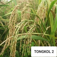 Terlaris COD tongkol2 jumbo benih padi Galur lokal Aceh berkualitas.
