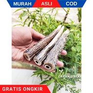 PROMO Pipa Tanduk Rusa Asli Original