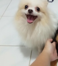 anjing mini pom putih Super Mini Pomerian