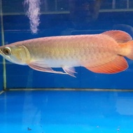 ikan arwana super red size 10-12 cm