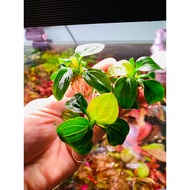 Betel 09 | Betel Iguazu | Betel 09 Mounted with Nutrient Media | Co2-Free Aquatic Plants