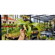 [Bunface Potato x Keth Botanic] Platycerium Artemis (P. Alcicorne x P. Quadridichotomum) 阿提米斯 鹿角蕨 /S