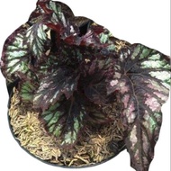 tanaman hias  daun begonia coklat-begonia garuda