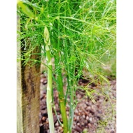 Seed Green Asparagus Garden Vegetable /Biji Benih Sayur /芦笋种子