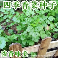 现货热卖四季香菜种子大全农家香菜盆栽苗大叶芫荽种四季阳台香菜籽种种籽Four Seasons Cilantro Seed Daquan Farm Cilantro Potted Seedling202