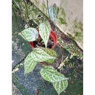 Sirih Merah (real plant)