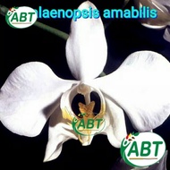 Anggrek Bulan spesies/Phalaenopsis amabilis - anggrek - anggrek bulan