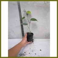 ۩ ✓ ∏ Native Paminta | Black Pepper Live Plant | Rooted cuttings