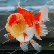 Ikan hias aquarium mas koki ORANDA RED WHITE - S
