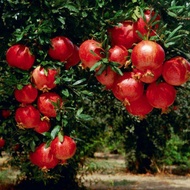 Cây Giống Lựu Đỏ Ấn Độ Nhập Khẩu Trồng Được Trong Chậu