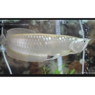 ikan Arwana Silver Red BRAZIL 18-20 CM #TURUNHARGA FLASHSALE!! SHA273