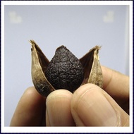 Kun Herba Black Garlic bawang putih tunggal hitam 250gram obat