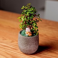 銀杏樹 桌上型水泥盆栽 觀葉植物 禮物 盆栽 交換禮物 辦公室小物