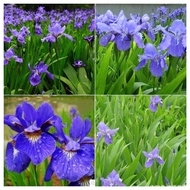 เมล็ดพันธุ์ ไม้สวย บอนสี Blue Iris lactea Flower Seeds ต้นไม้มงคล ต้นไม้ฟอกอากาศ ดอกไม้จริง ต้นไม้มง