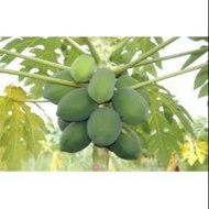 Benih Betik / Papaya Seeds - Ready Stock