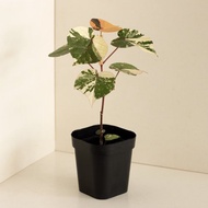 Variegated 斑葉黃槿