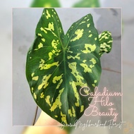 【Live Plant】Alocasia / Caladium Hilo Beauty 希洛美人彩叶芋