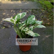 [Live Plant] Money Plant Njoy Pothos 白金葛